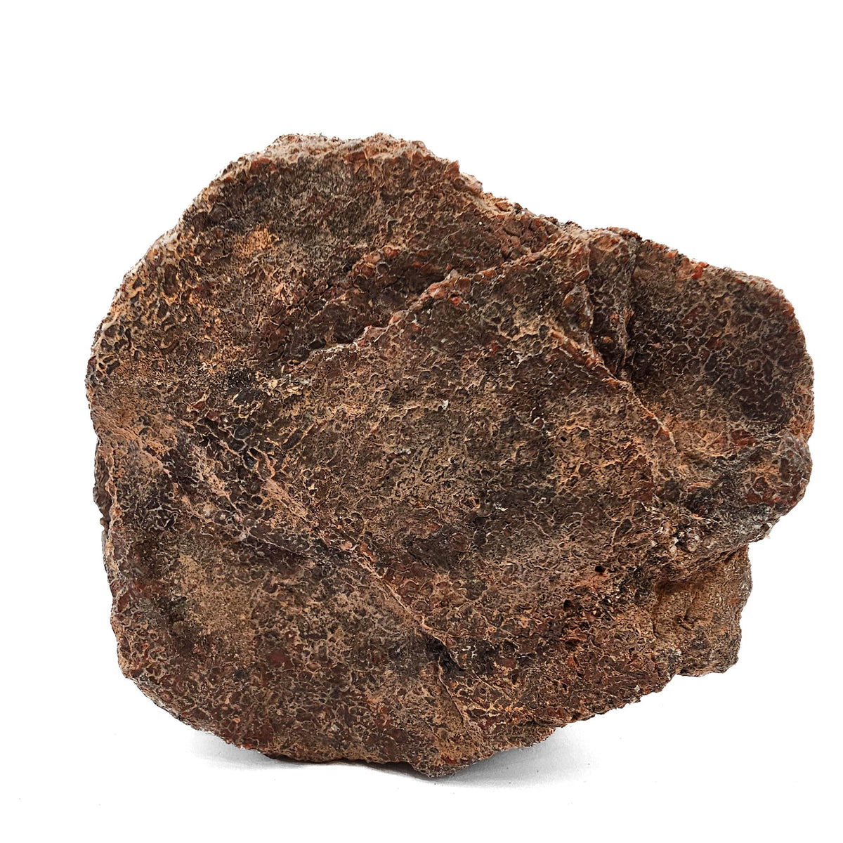 Dinosaur Bone Fragment fossil specimen from Morrison Formation, Utah, USA, Late Jurassic.
