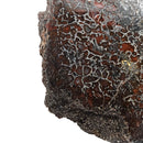 Dinosaur Bone Fragment - Fossil Specimen