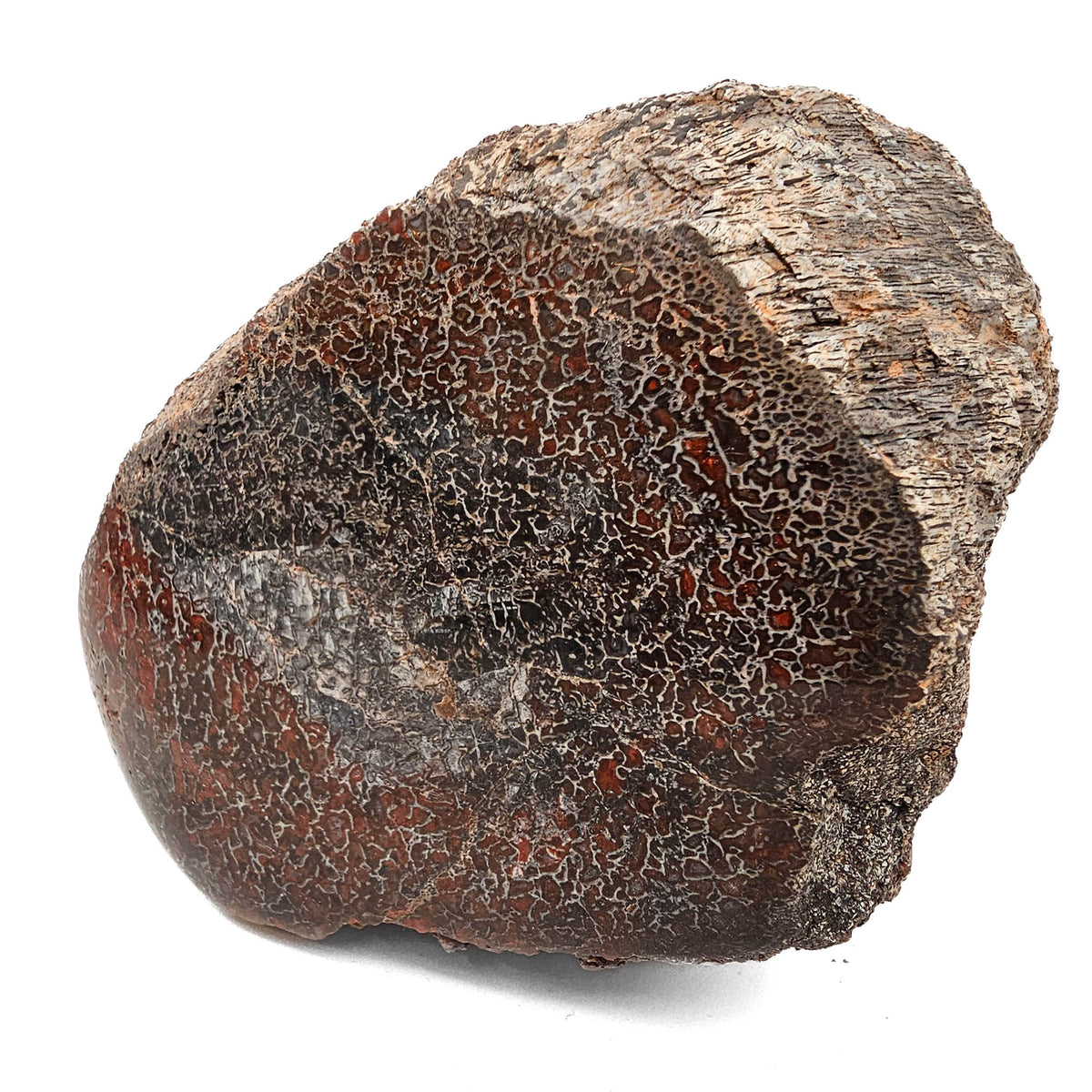 Dinosaur Bone Fragment fossil specimen from Morrison Formation, Utah, USA, Late Jurassic.