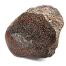 Dinosaur Bone Fragment - Fossil Specimen