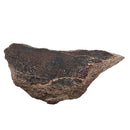 Dinosaur Bone Fragment - Fossil Specimen