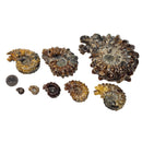 Douvilleiceras - Ammonite - Carved - Polished - Madagascar
