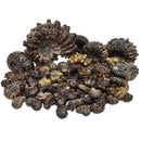 Douvilleiceras - Ammonite - Carved - Polished - Madagascar