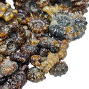 Douvilleiceras - Ammonite - Carved - Polished - Madagascar
