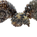 Douvilleiceras - Ammonite - Carved - Polished - Madagascar