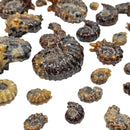 Douvilleiceras - Ammonite - Carved - Polished - Madagascar