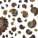 Douvilleiceras - Ammonite - Carved - Polished - Madagascar