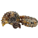 Douvilleiceras - Ammonite - Carved - Polished - Madagascar