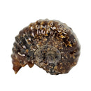 Douvilleiceras - Ammonite - Carved - Polished - Madagascar
