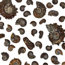 Douvilleiceras - Ammonite - Cut Face - Polished - Madagascar