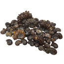 Douvilleiceras - Ammonite - Cut Face - Polished - Madagascar