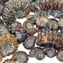 Douvilleiceras - Ammonite - Cut Face - Polished - Madagascar