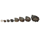 Douvilleiceras - Ammonite - Cut Face - Polished - Madagascar