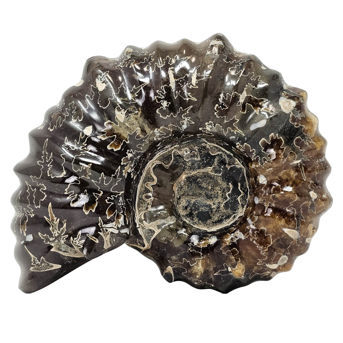 Douvilleiceras - Ammonite - Cut Face - Polished - Madagascar