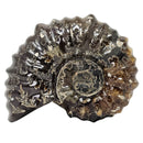 Douvilleiceras - Ammonite - Cut Face - Polished - Madagascar