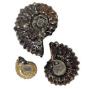 Douvilleiceras - Ammonite - Cut Face - Polished - Madagascar