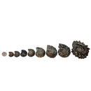 Douvilleiceras - Ammonite - Cut Face - Polished - Madagascar