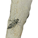 Dragon Fly Larvae - Fossil