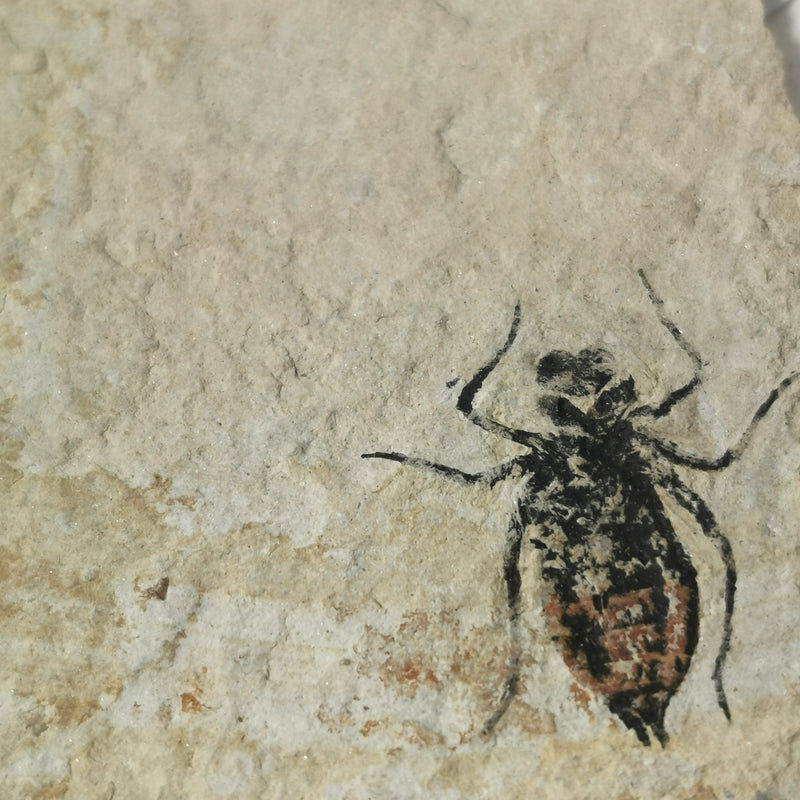 Dragon Fly Larvae - Fossil