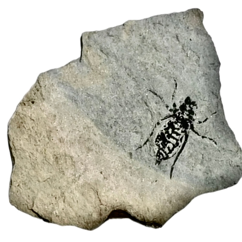 Dragon Fly Larvae - Fossil