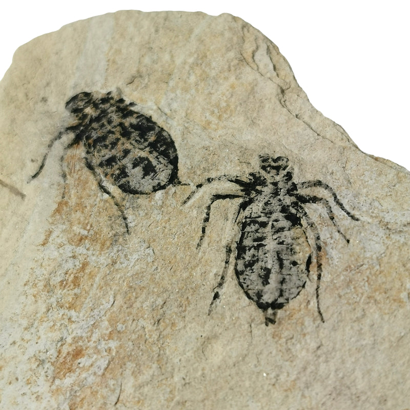 Dragon Fly Larvae - Fossil