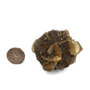 Golden Duck Bill Selenite - Specimen