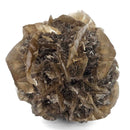 Golden Duck Bill Selenite - Specimen