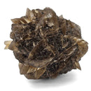 Golden Duck Bill Selenite - Specimen