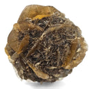Golden Duck Bill Selenite - Specimen