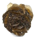 Golden Duck Bill Selenite - Specimen