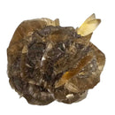 Golden Duck Bill Selenite - Specimen