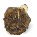 Golden Duck Bill Selenite - Specimen