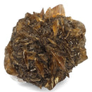 Golden Duck Bill Selenite - Specimen