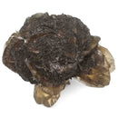 Golden Duck Bill Selenite - Specimen