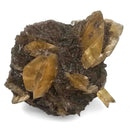 Golden Duck Bill Selenite - Specimen