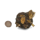 Golden Duck Bill Selenite - Specimen