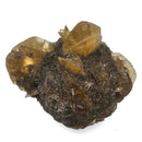 Golden Duck Bill Selenite - Specimen