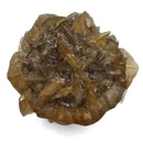 Golden Duck Bill Selenite - Specimen
