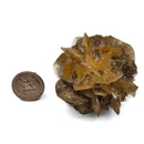 Golden Duck Bill Selenite - Specimen