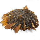 Golden Duck Bill Selenite - Specimen