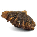 Golden Duck Bill Selenite - Specimen