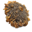 Golden Duck Bill Selenite - Specimen