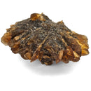 Golden Duck Bill Selenite - Specimen