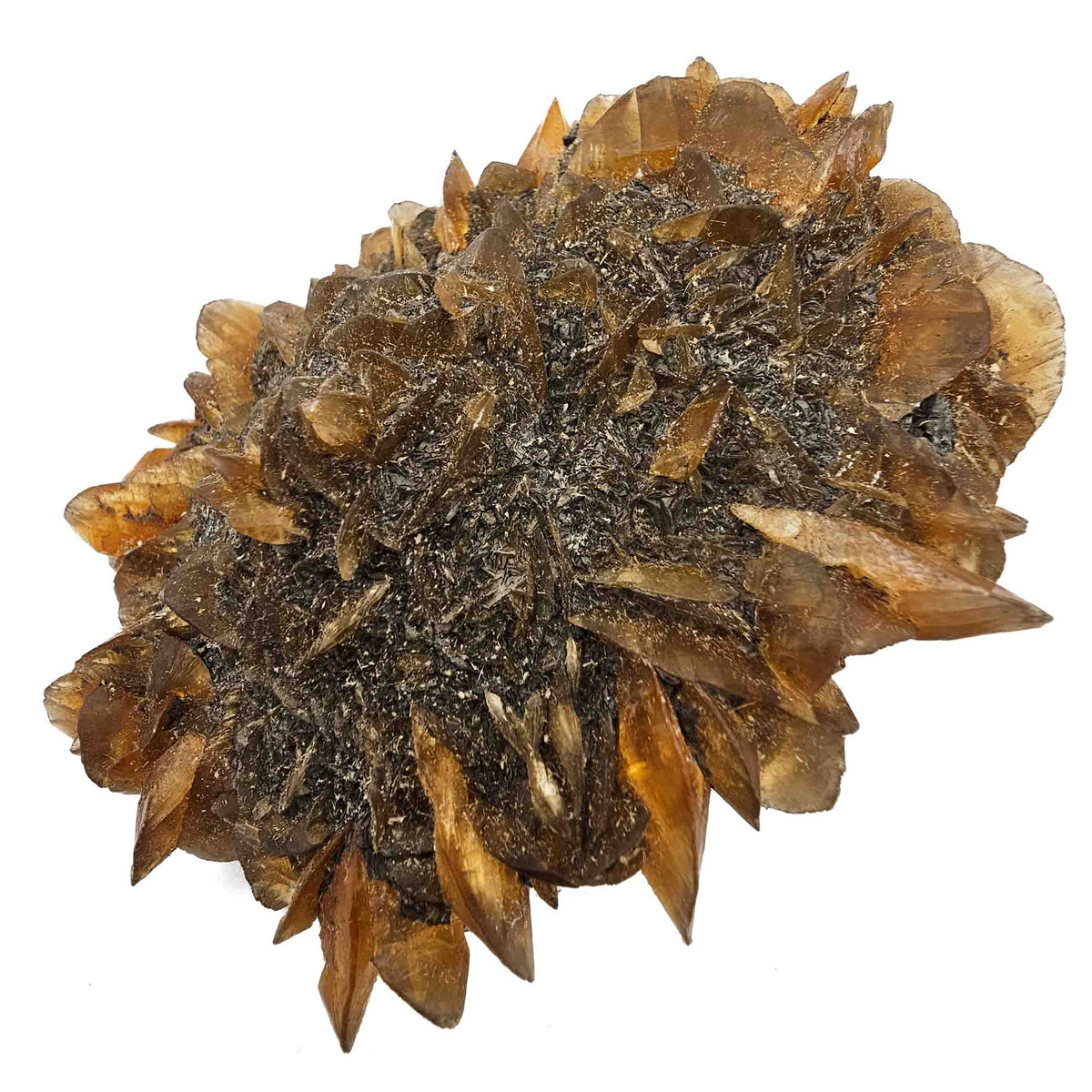Golden Duck Bill Selenite specimen, a variety of gypsum, from Red River Floodway, Winnipeg, Manitoba, Canada.