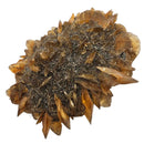 Golden Duck Bill Selenite - Specimen