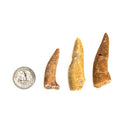 Enchodus (Sabertooth Herring) Tooth - Fossil