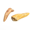 Enchodus (Sabertooth Herring) Tooth - Fossil