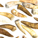 Enchodus (Sabertooth Herring) Tooth - Fossil