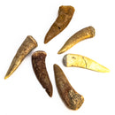 Enchodus (Sabertooth Herring) Tooth - Fossil