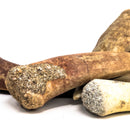 Enchodus (Sabertooth Herring) Tooth - Fossil